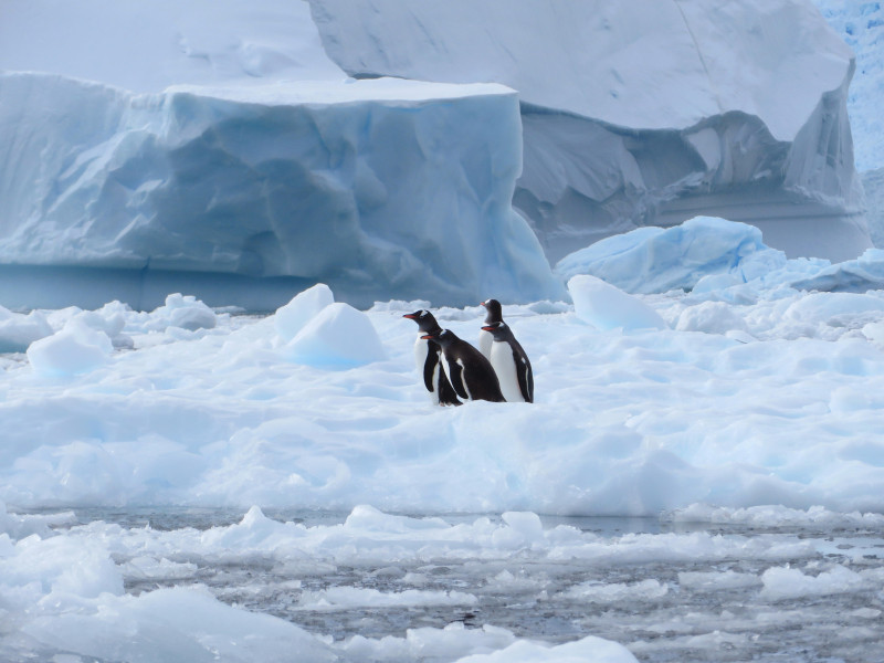 Cuatro simpáticos pingüinos papúa (Pygoscelis papua) sentados juntos sobre el hielo marino, Antártida. Imagen tomada en enero de 2014