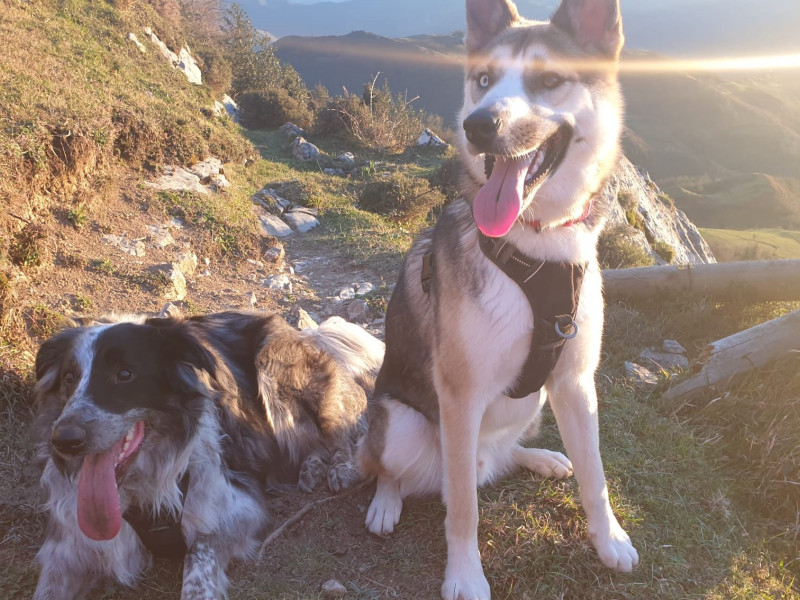 Togo y Alfa, dos héroes de cuatro patas