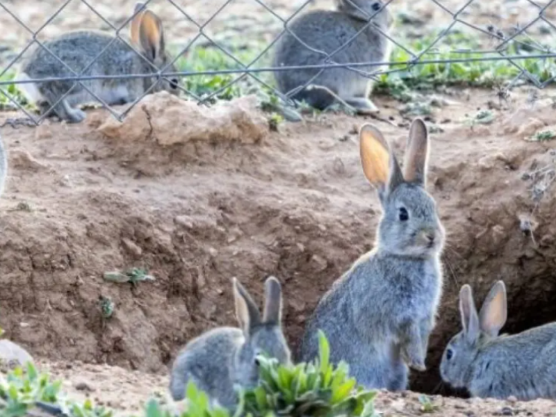 El campo de Burgos, asediado por una plaga de conejos: los agricultores exigen medidas urgentes