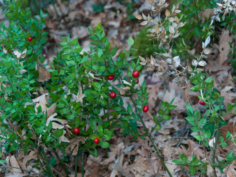 Frutos rojos silvestres de la rosácea en el Valle del Ambroz en invierno