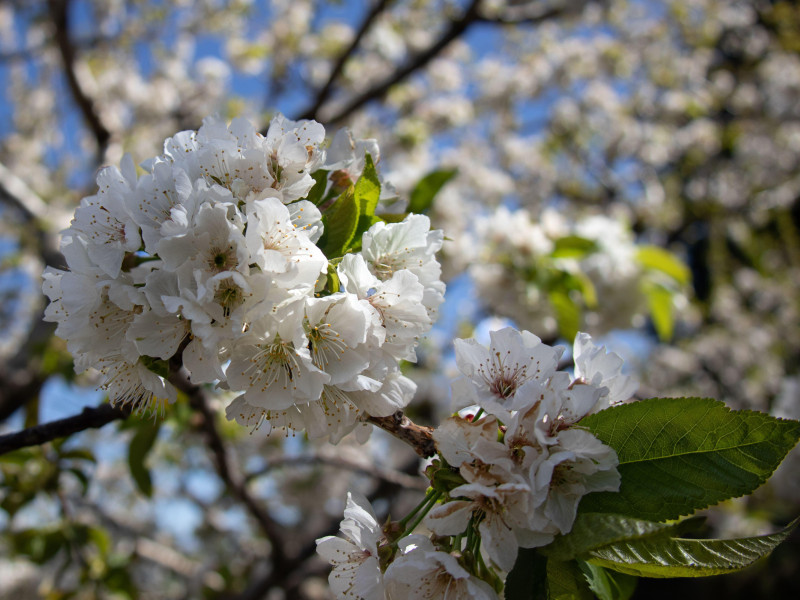 Fotografia macro de cerezos en flor en el Valle del Jerte, Caceres