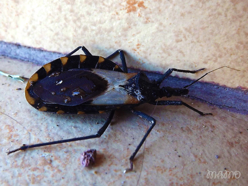 La chinche besucona es un insecto que da bastantes problemas