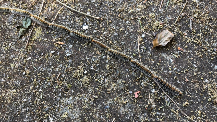 Se adelanta la llegada la procesionaria a febrero