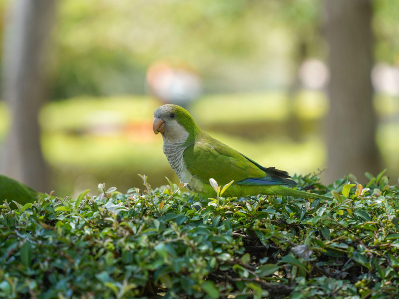 Cotorras monje (Myiopsitta monachus) buscando comida en un parque público español