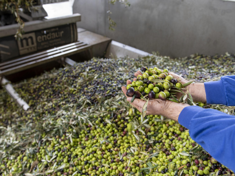 Aceitunas tras la recolecta