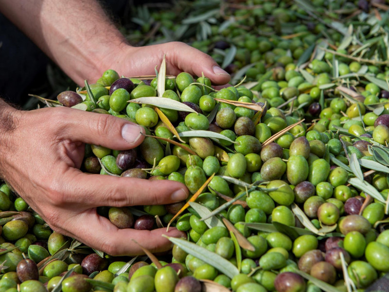 Aceitunas tras la recolecta