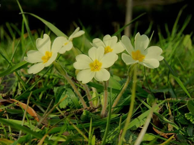 Flores que encontramos en Valadouro (Lugo)