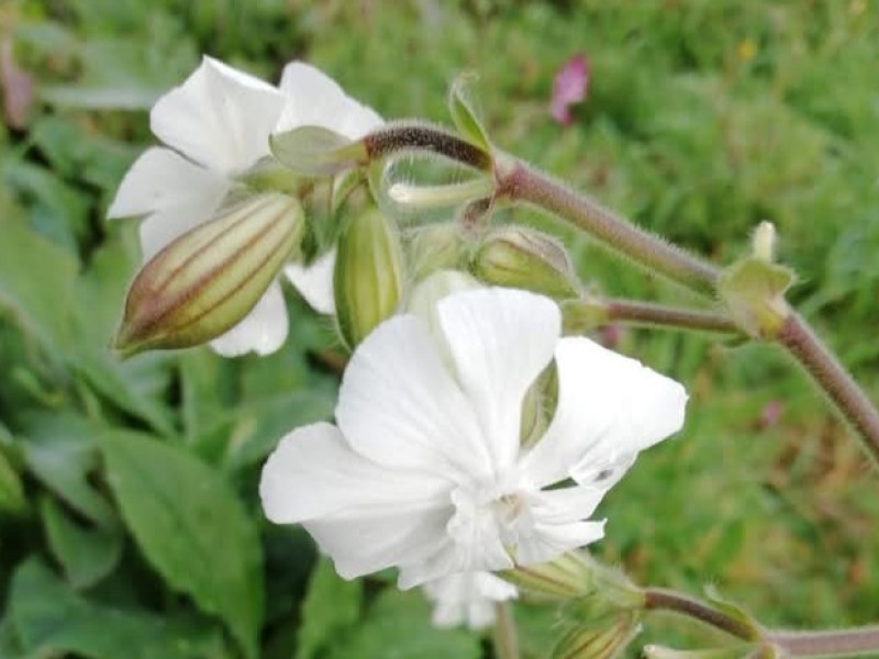 "Flores de primavera do Valadouro"