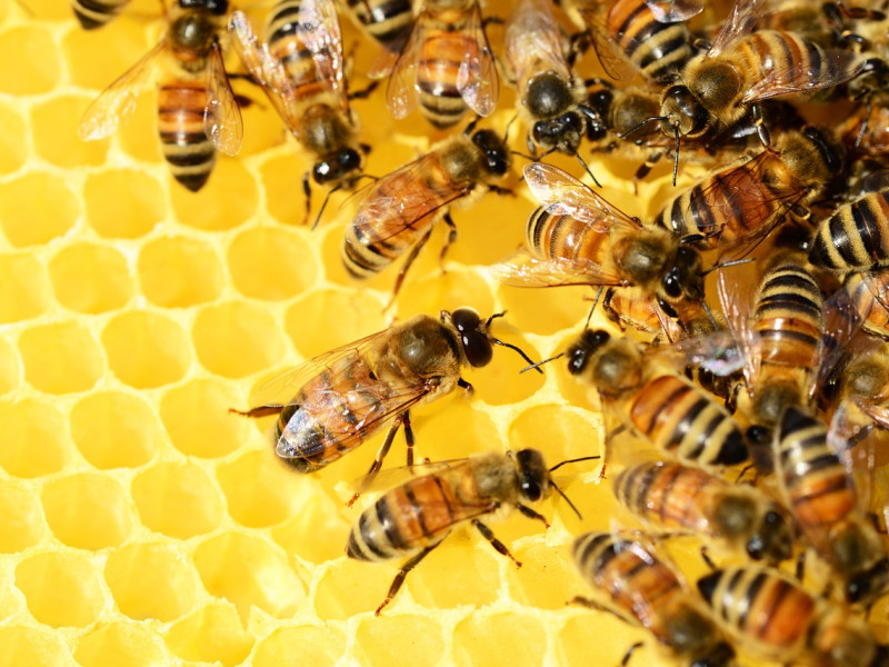 Las abejas son capaces de comunicarse incluso sin luz