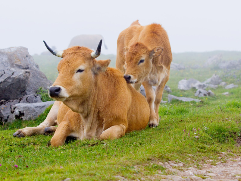 Vaca Parda Típica de Asturias