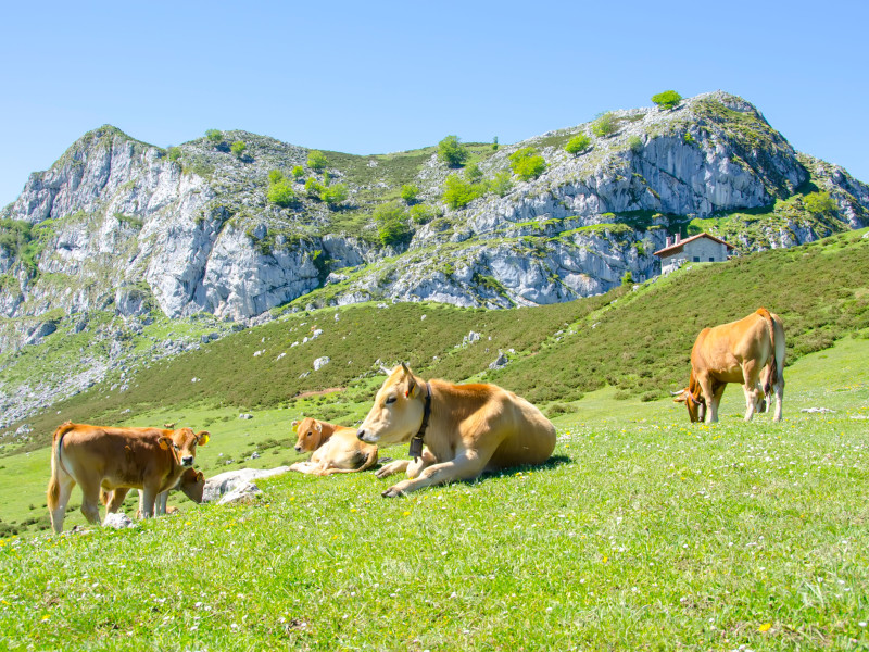 Vaca sobre hierba en Picos de Europa, Asturias