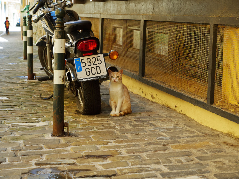 Getaria, Gipuzkoa, País Vasco, España. Un gato se sienta junto a una moto aparcada en una de las calles estrechas