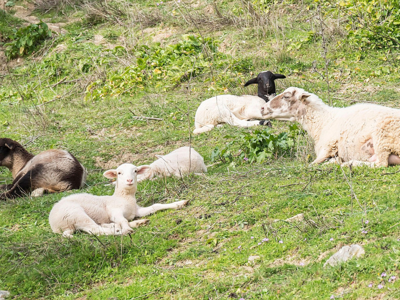 Ovejas payoyas descansando en una dehesa de la Sierra de Grazalema