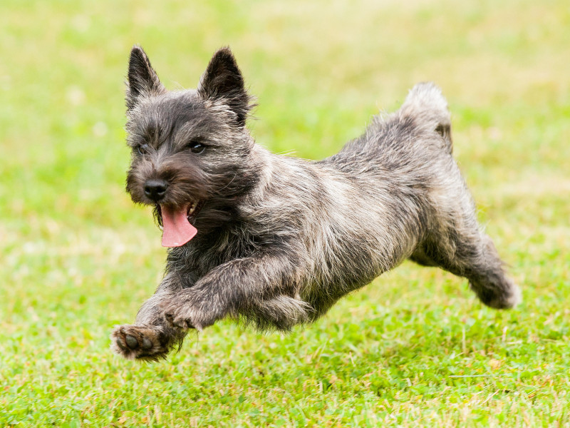 Cairn Terrier