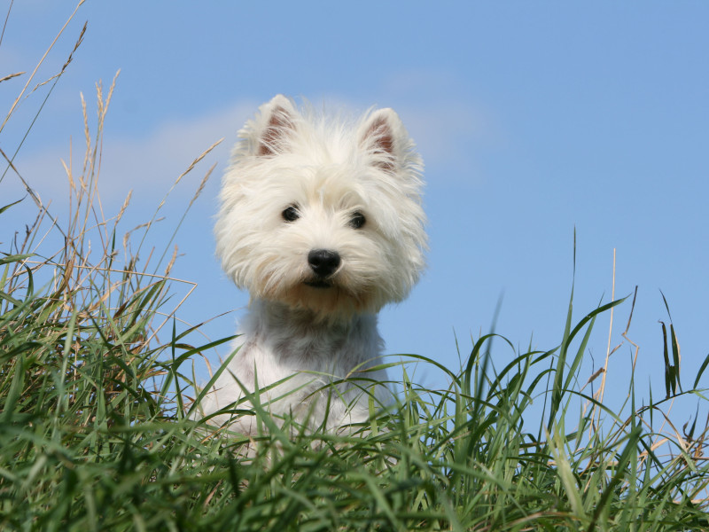 West Highland White Terrier