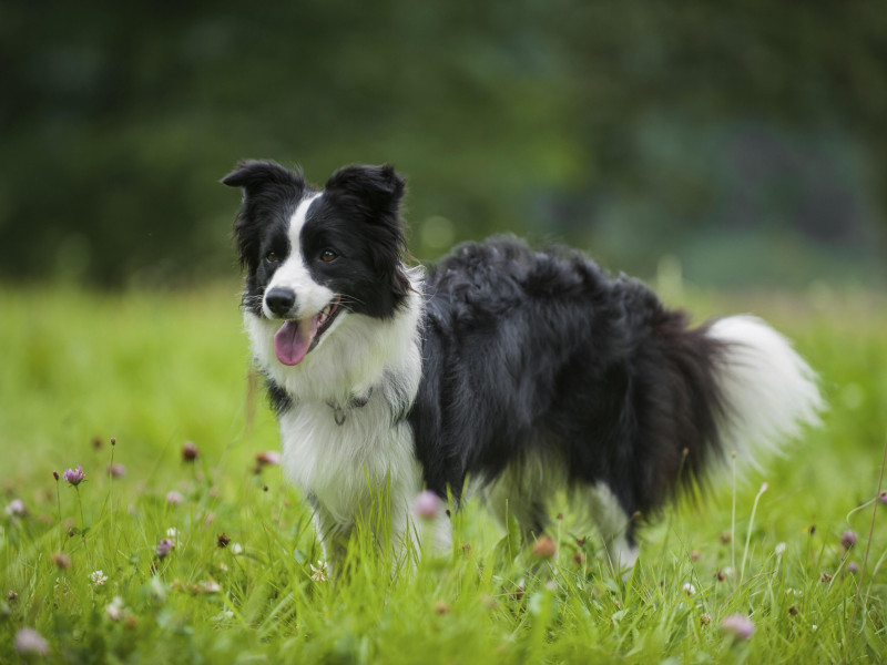 Border Collie