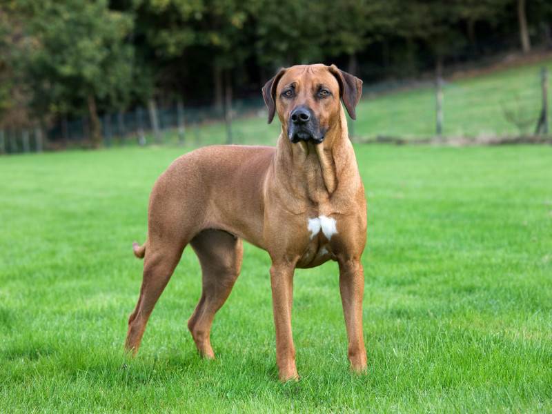 Rhodesian Ridgeback