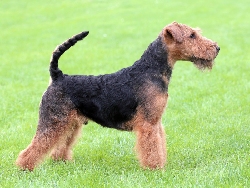 Welsh Terrier