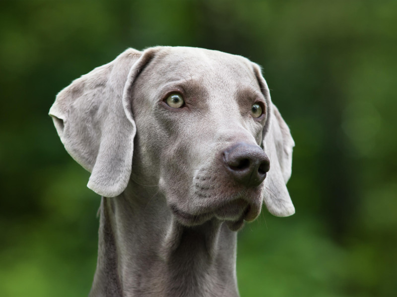 Weimaraner