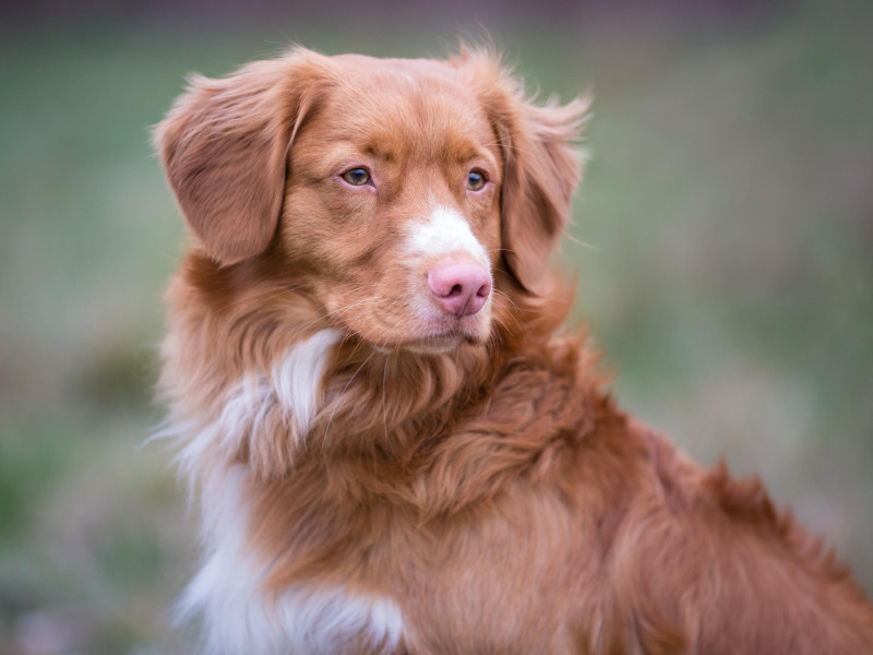 Tolling Retriever