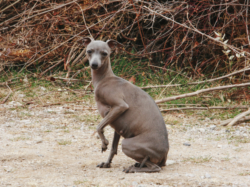 Galgo Italuano