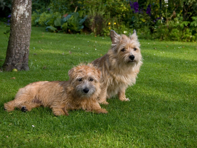 Norfolk terrier