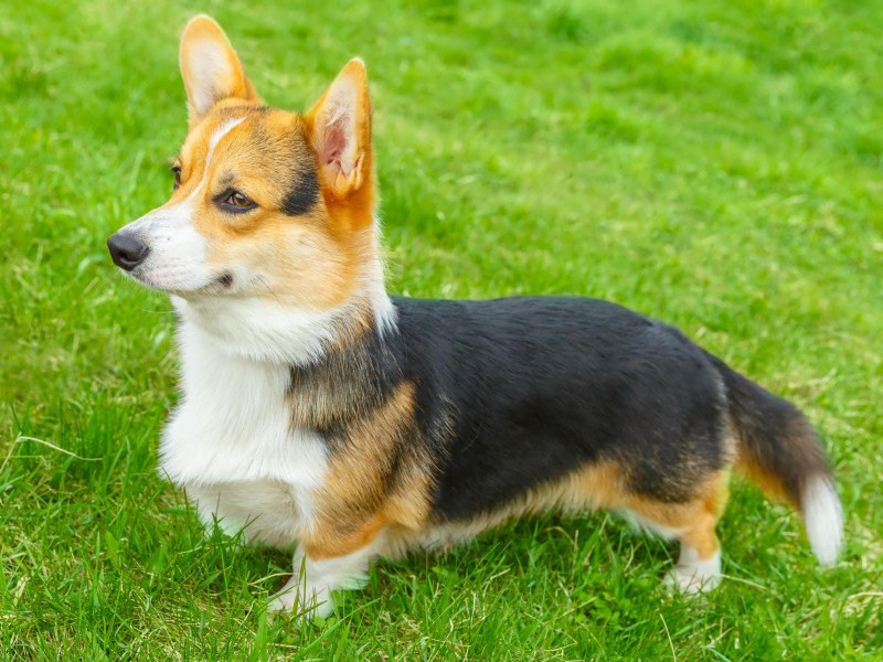 Pembroke Welsh Corgi