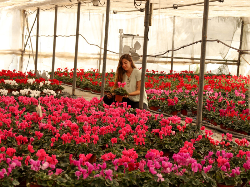 Micaella Campanini en el vivero FlorGalicia en San Sadurniño, donde trabaja