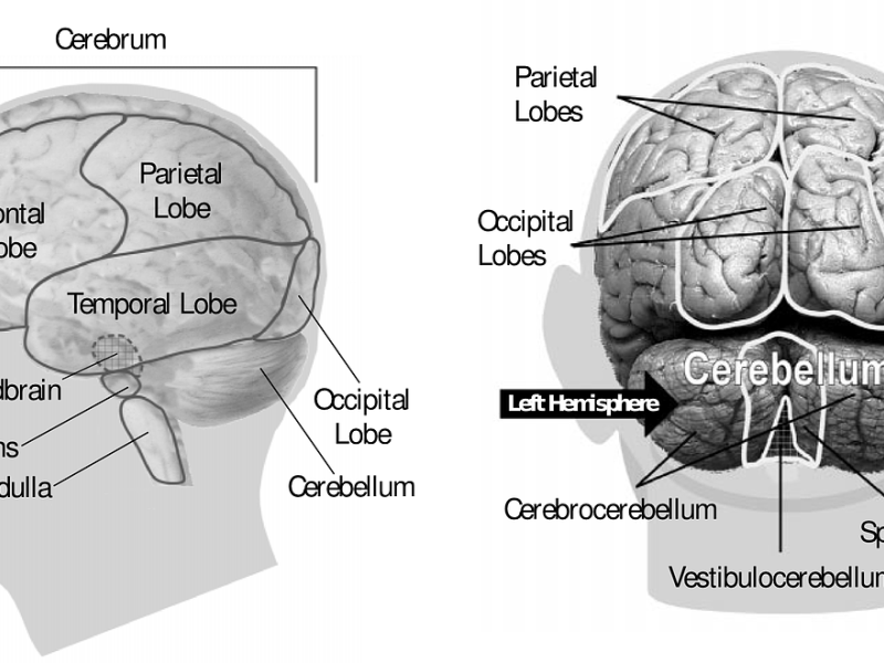 Partes del cerebro