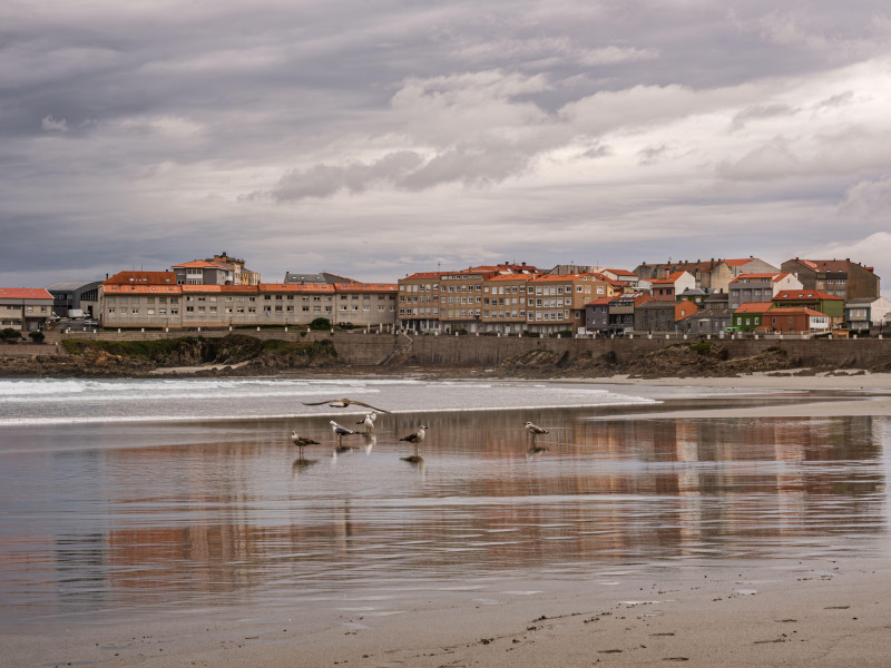 Algunas gaviotas posadas en la playa una mañana de finales de verano. El cielo nublado amenaza lluvia. Al fondo, el pequeño pueblo de Caión.