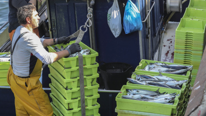 Un pescador aguarda para descargar xarda en el Puerto de Avilés
