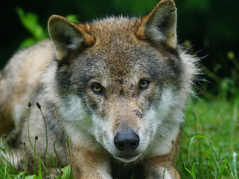 Jaén se queda sin lobos: La falta de evidencias confirma la extinción del lobo ibérico en la provincia