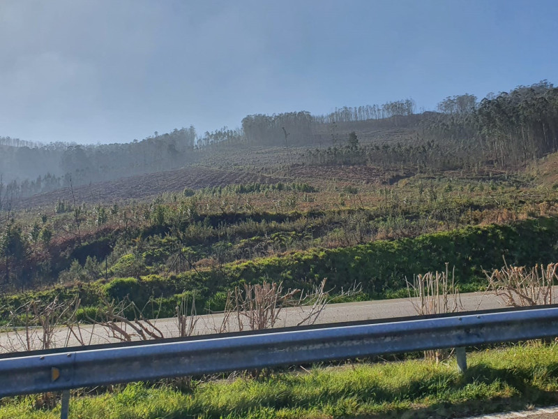 Repoblación en los montes quemados de Trabada