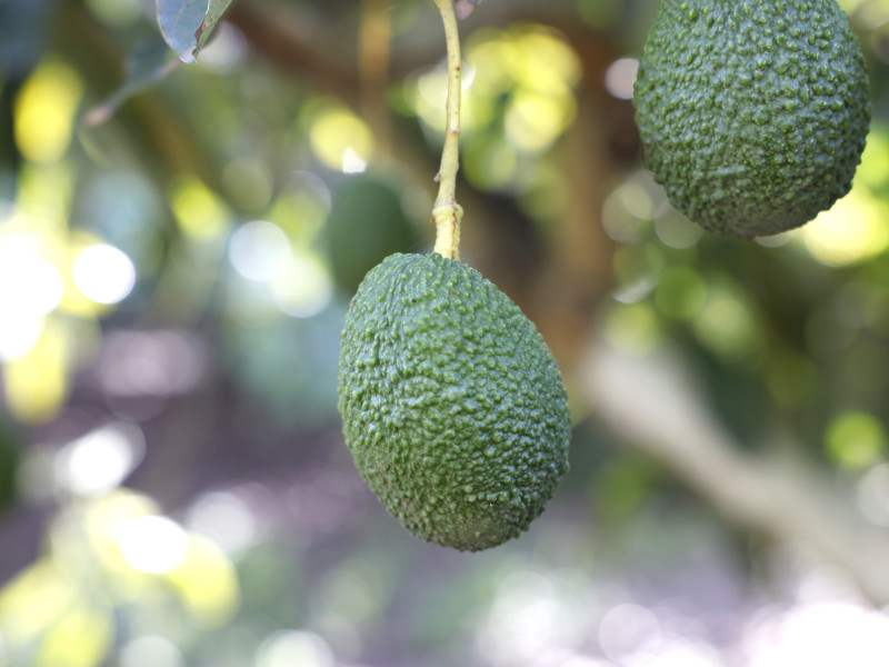 El consumo del aguacate se ha disparado un 700%