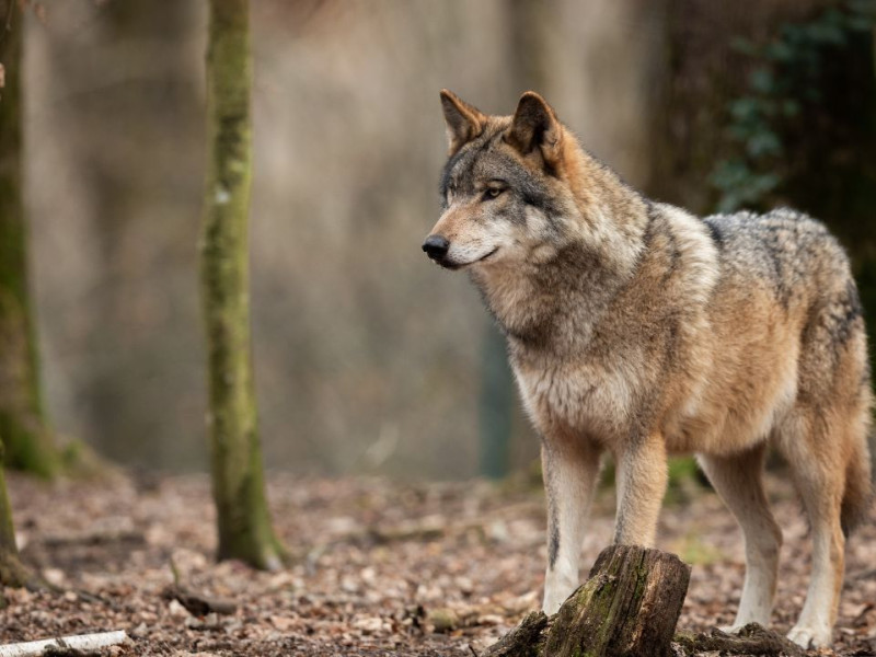 Los ganaderos reaccionan ante la posibilidad de que el lobo salga del LESPRE