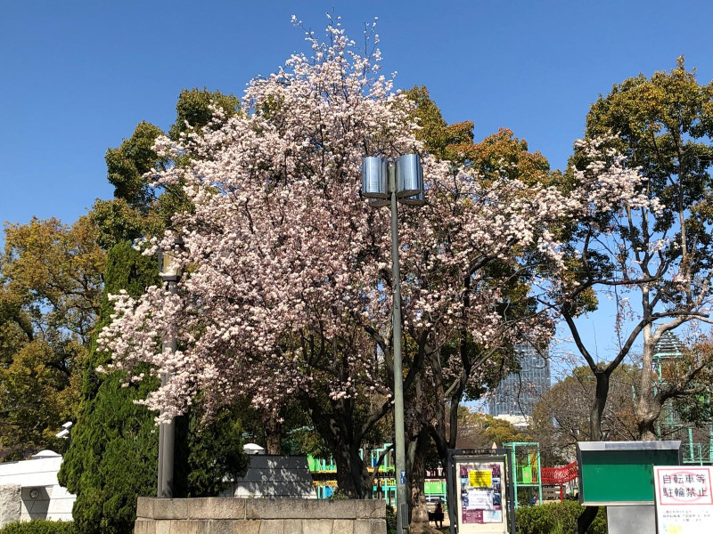 Un cerezo en flor en Osaka.