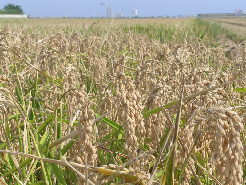 Arròs Albufera