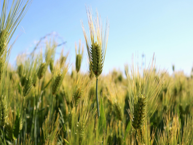Cada vez hay más personas intolerantes al gluten como el que lleva la harina del trigo
