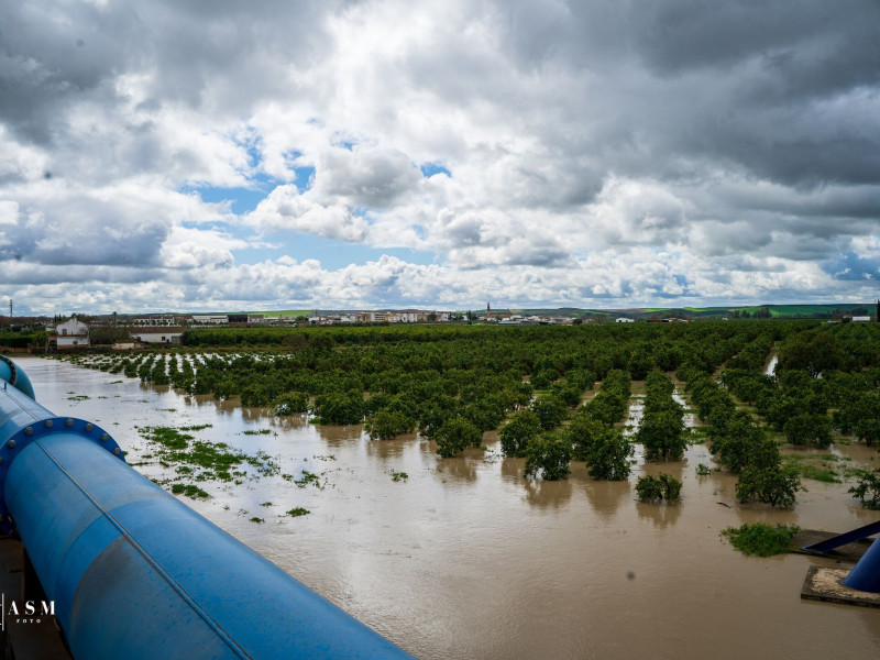 Palma del Río