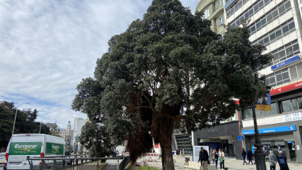 Metrosidero en los Cantones (A Coruña)
