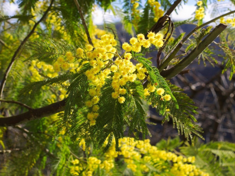 Flores silvestres