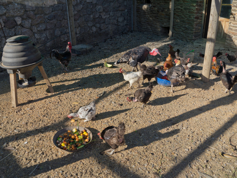 Gallinas en una granja en la Alpujarra, Sierra Nevada