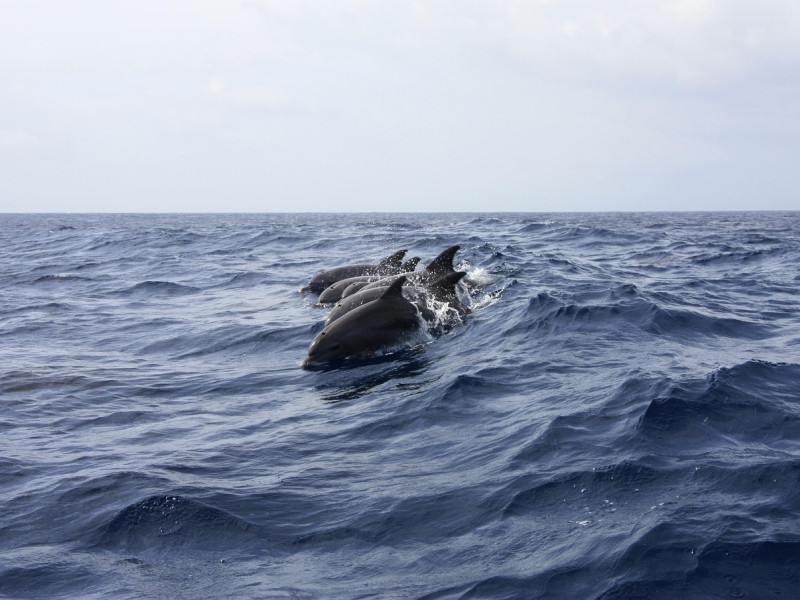 Imagen de un banco de delfines en alta mar