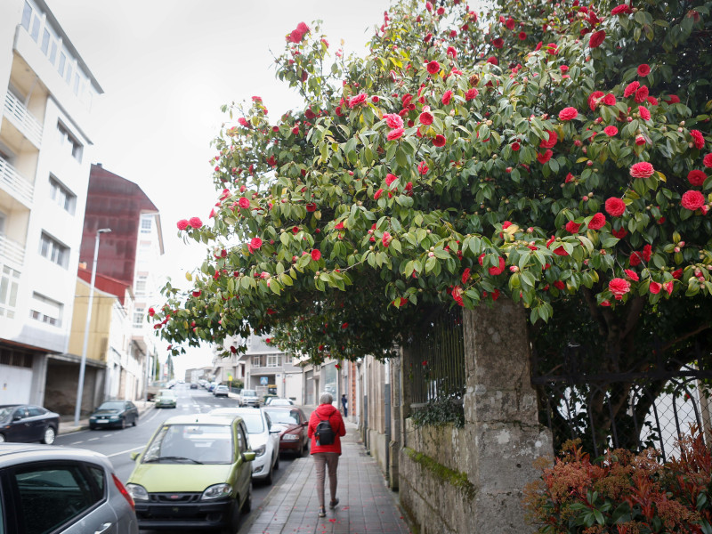 Comienza la primavera en la ribera del Río Miño