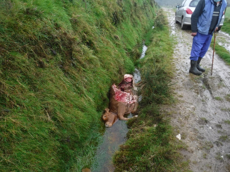 Ternero devorado por los lobos en una explotación de Lugo