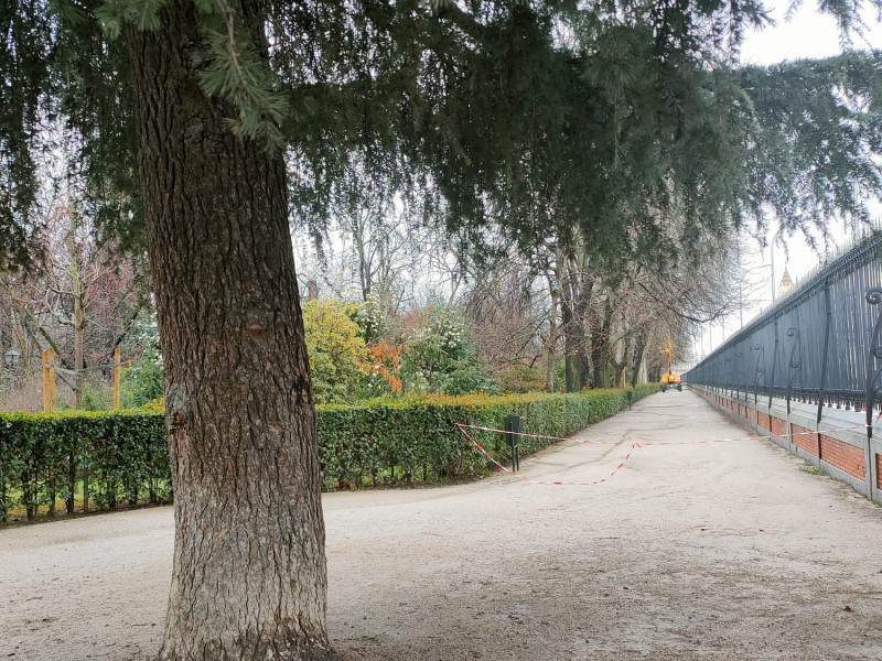 Técnicos vigilan los árboles del Parque del Retiro