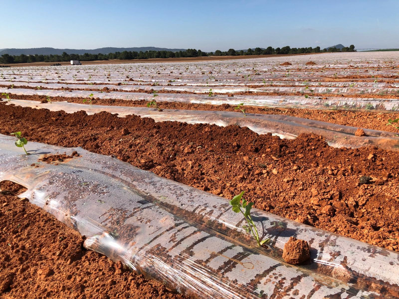 Plantación  El Secreto de mi Tierra