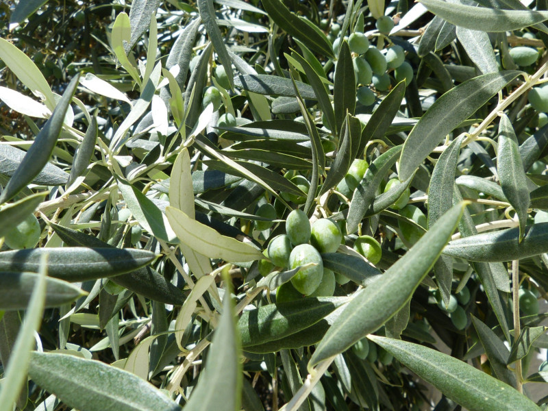 Olivo