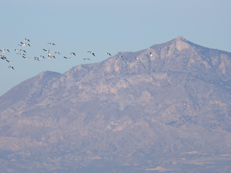 Montaña de Crevillente al fondo