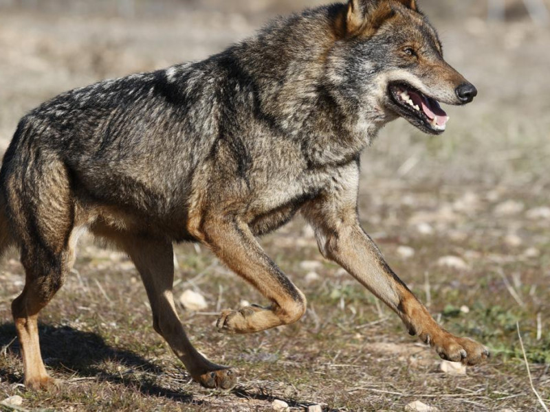 Caza del lobo al norte del Duero